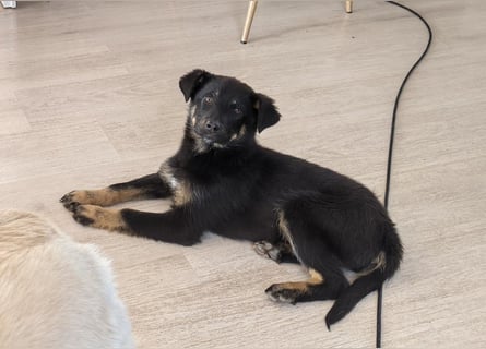 Welpe Leia - kennt Hunde, Katzen, Kinder (Vermittlung D/ LUX/ CH)