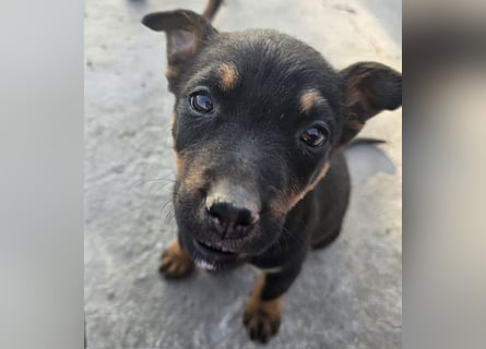 Welpenmädchen Dina sucht Körbchen (D/CH/LUX)
