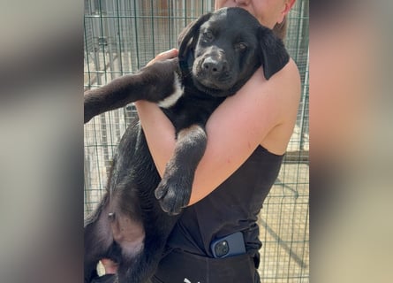 Welpe Nero sucht seine Familie (D/CH/LUX)