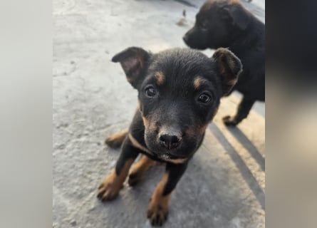 Welpenmädchen Dina sucht Körbchen (D/CH/LUX)