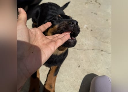 Welpenmädchen Dina sucht Körbchen (D/CH/LUX)