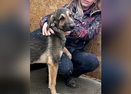 Pedro - Sonnenschein sucht Zuhause