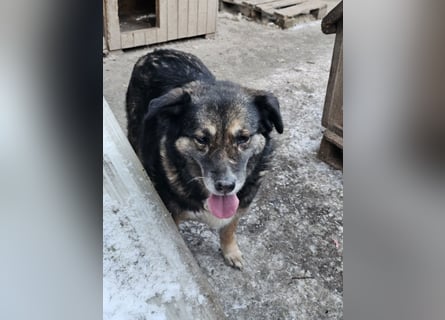 Kiruna sucht endlich ihr Körbchen