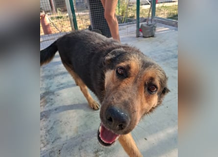 Raya - wartet seit 8 Jahren im Tierheim 