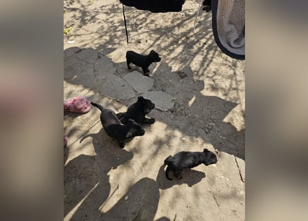 Welpe Nero sucht seine Familie (D/CH/LUX)