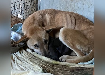 Leni - sehr lieb + sanft