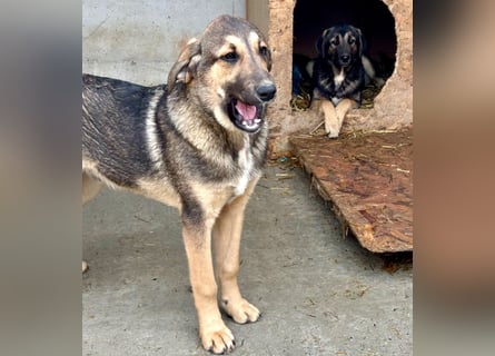 Pedro - Sonnenschein sucht Zuhause