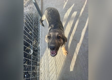 Pedro - Sonnenschein sucht Zuhause