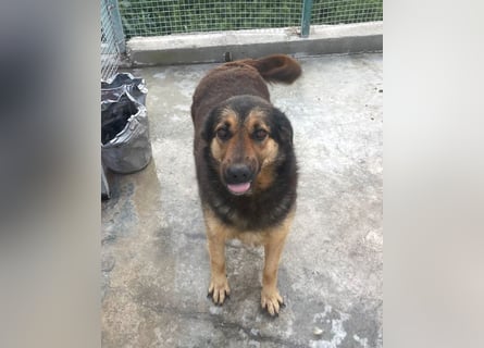 Raya - wartet seit 8 Jahren im Tierheim 