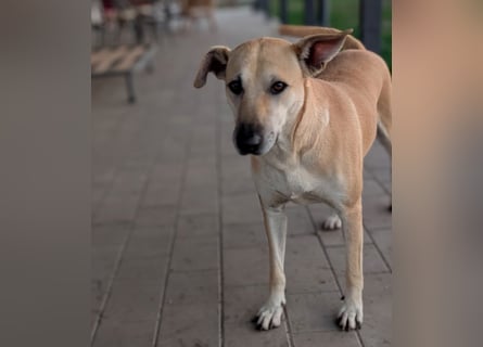 Leni - sehr lieb + sanft