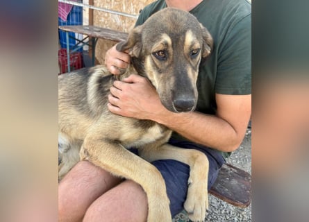 Pedro - Sonnenschein sucht Zuhause