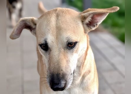 Leni - sehr lieb + sanft