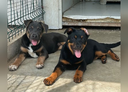 Welpenmädchen Dina sucht Körbchen (D/CH/LUX)