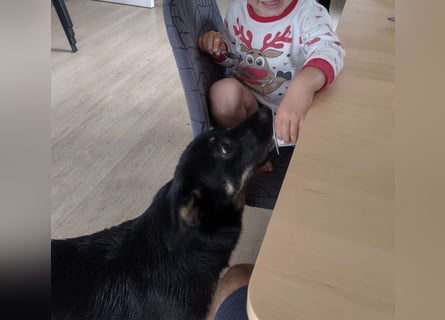 Welpe Leia - kennt Hunde, Katzen, Kinder (Vermittlung D/ LUX/ CH)