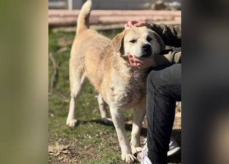 Max - seeehr verschmust u. lieb!