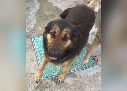 Raya - wartet seit 8 Jahren im Tierheim 