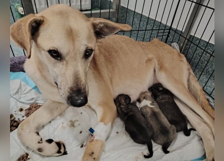 Leni - sehr lieb + sanft