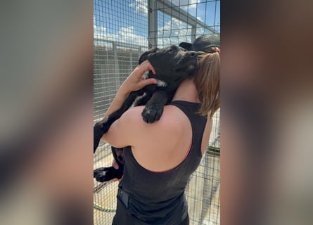 Welpe Nero sucht seine Familie (D/CH/LUX)