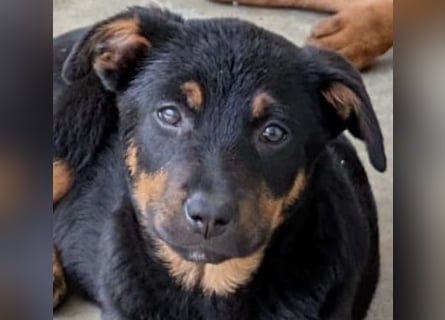 Welpenmädchen Dina sucht Körbchen (D/CH/LUX)