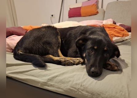 Welpe Leia - kennt Hunde, Katzen, Kinder (Vermittlung D/ LUX/ CH)
