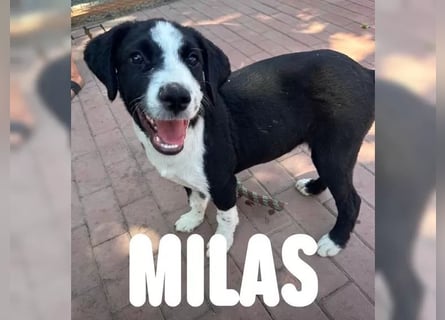 Welpe Milas - Wo sind seine Menschen?