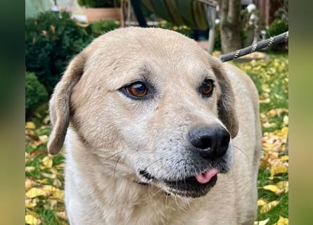 Max - verschmuster Labi-Mix