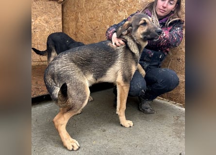 Pedro - Sonnenschein sucht Zuhause