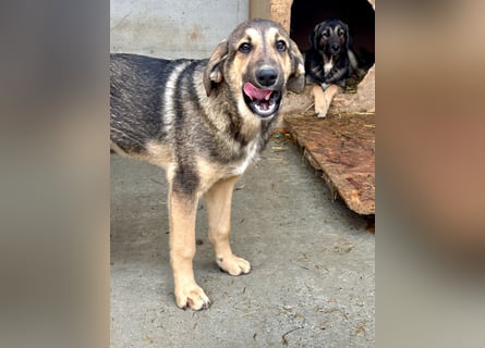 Pedro - Sonnenschein sucht Zuhause