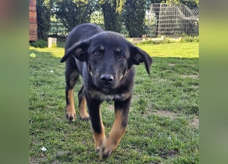 Welpe Leia - kennt Hunde, Katzen, Kinder (Vermittlung D/ LUX/ CH)