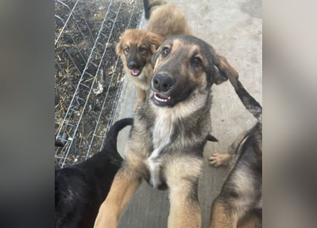 Pedro - Sonnenschein sucht Zuhause