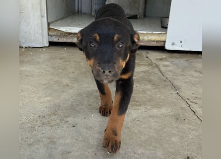 Welpenmädchen Dina sucht Körbchen (D/CH/LUX)