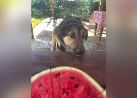 Raya - wartet seit 8 Jahren im Tierheim 