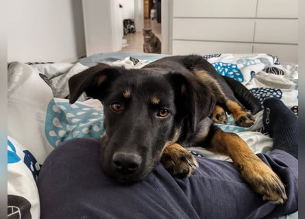 Welpe Leia - kennt Hunde, Katzen, Kinder (Vermittlung D/ LUX/ CH)
