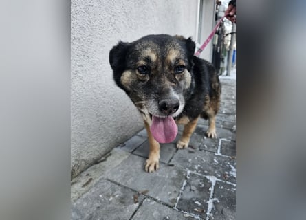 Kiruna sucht endlich ihr Körbchen