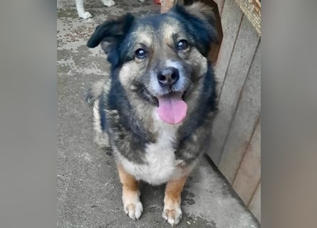 Kiruna sucht endlich ihr Körbchen