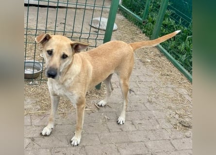 Leni - sehr lieb + sanft