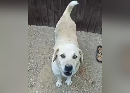 Max - seeehr verschmust u. lieb!