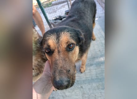 Raya - wartet seit 8 Jahren im Tierheim 