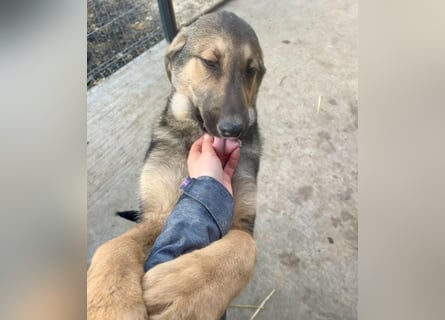 Pedro - Sonnenschein sucht Zuhause