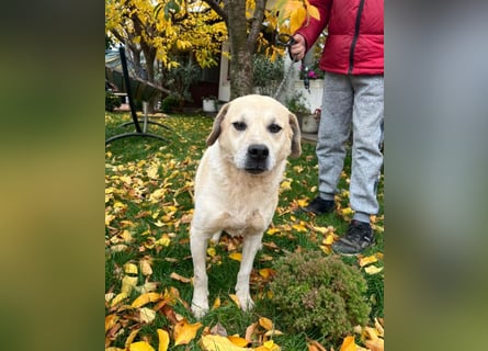 Max - seeehr verschmust u. lieb!