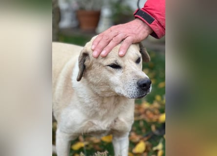 Max - seeehr verschmust u. lieb!