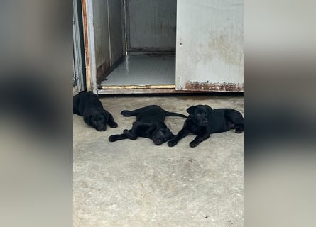 Welpe Nero sucht seine Familie (D/CH/LUX)