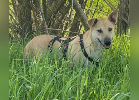 Leni - sehr lieb + sanft