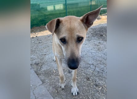 Leni - sehr lieb + sanft