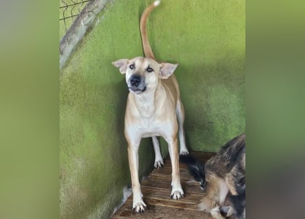 Leni - sehr lieb + sanft