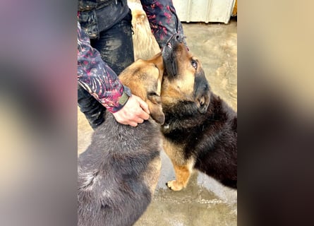 Raya - wartet seit 8 Jahren im Tierheim 