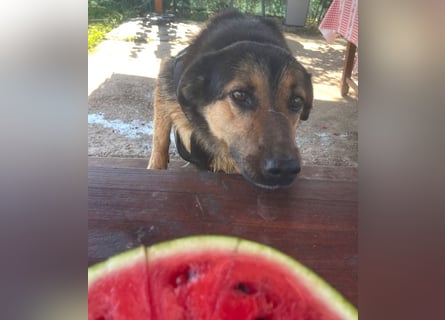 Kuschelmaus Raya - auf PS in Bayern (86576)