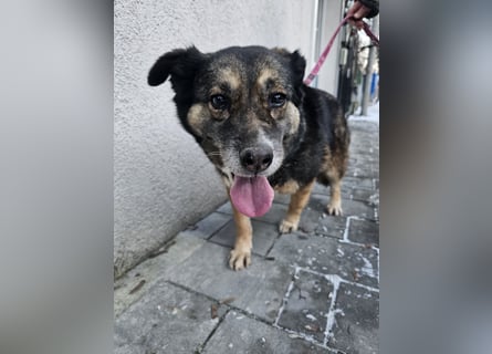 Kiruna sucht endlich ihr Körbchen