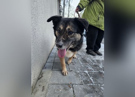 Kiruna sucht endlich ihr Körbchen