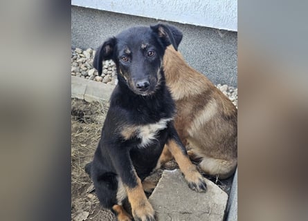Welpe Leia - kennt Hunde, Katzen, Kinder (Vermittlung D/ LUX/ CH)